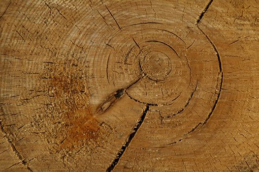 radial wooden texture