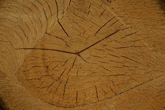 radial wooden texture