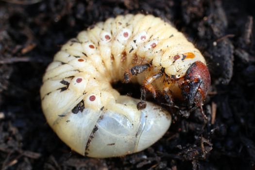 big larva of may-bug in dung