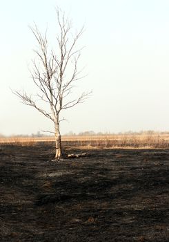 landscape with dry tree in burnt steppe