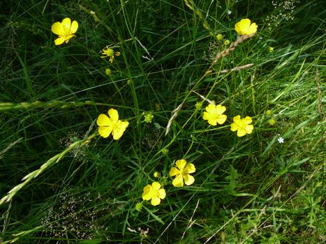 small bright yellow flowers on dark green grass