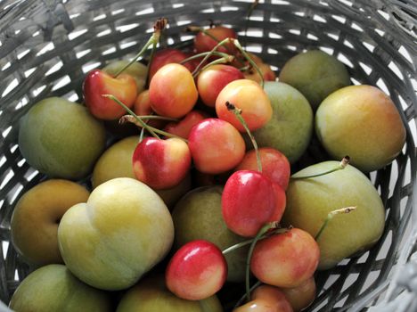 fresh green plums and colorful Rainier cherries in a gray basket