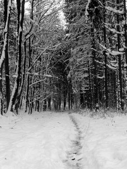 Track path in snow in forest