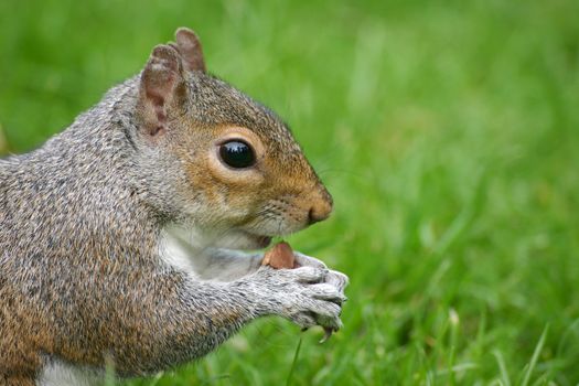 Cute squirrel eating a nut