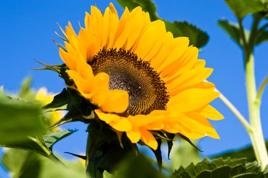 sunflower