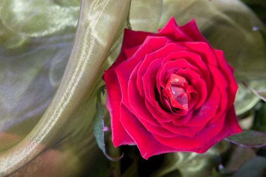 Red rose with cut glass and green textile