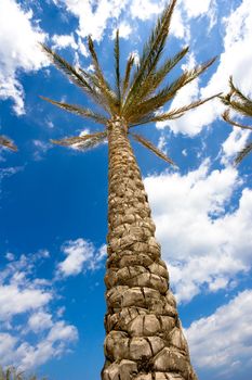 high palm tree