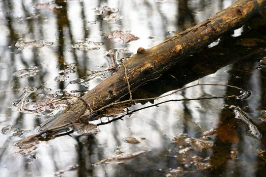 watter in forrest