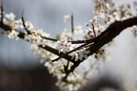 white flowers