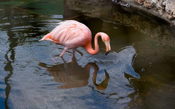 pink flamingo