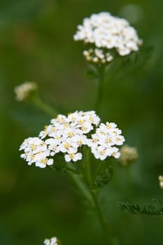 white flower