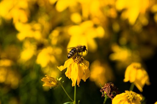 bee on the yellow flower