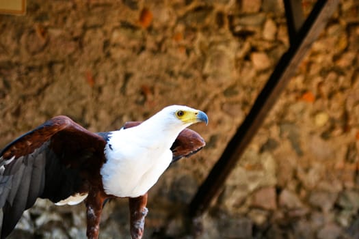 eagle portrait