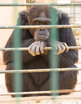 gorilla in zoo