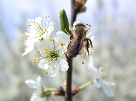 The bee on flowerses to aple trees