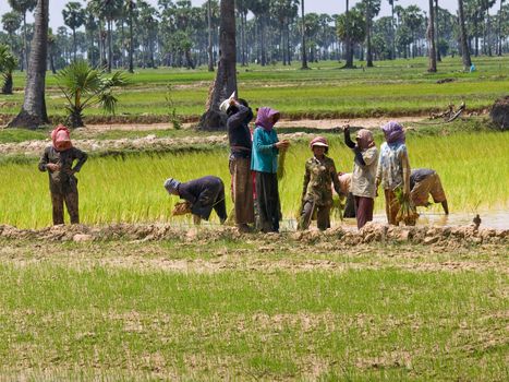 The picture of the cambodian rice growing (editorial)