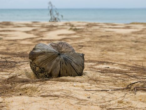 coconut from the desert island at cambodia