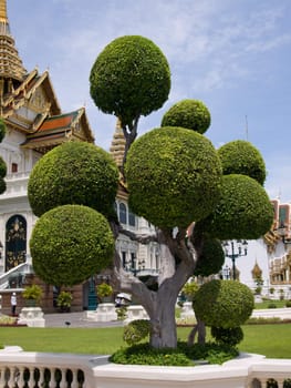 temple tree in the Grand palace area in Bangkok, Thailand