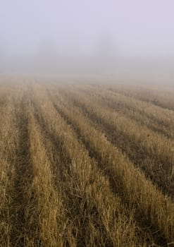 Foggy autumn and non-urban scene in southern Poland