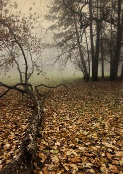 Foggy morning and non-urban scene in southern Poland