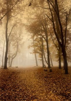 Foggy morning and non-urban scene in southern Poland