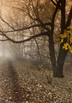 Foggy morning and non-urban scene in southern Poland