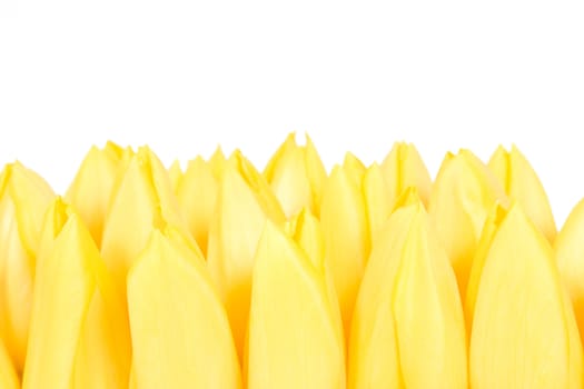 Many yellow tulips
