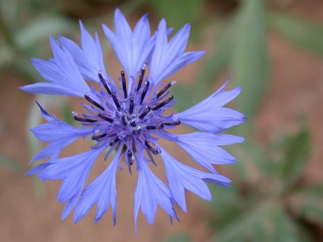 The cornflower, macro, flower