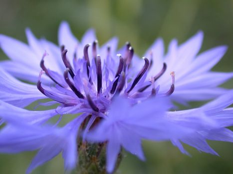 The cornflower, macro, flower