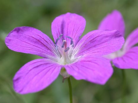 The violet flower, macro