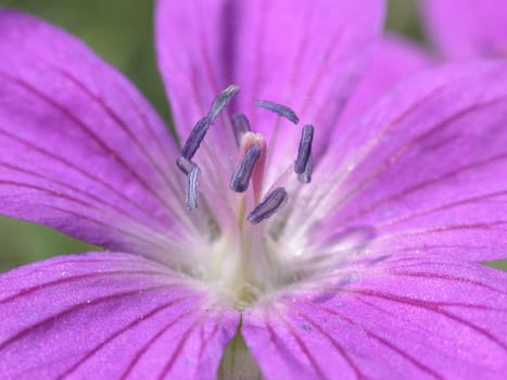 The violet flower, macro