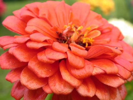 The red dahlia, flower macro