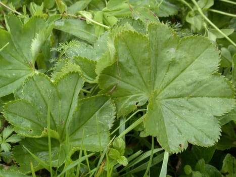 The background from green leafs. Nature, flora.