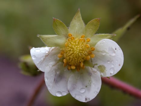 The flower of the strawberry, macro photo