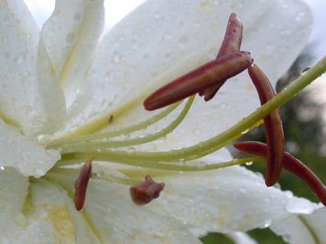The white lily, macro, nature