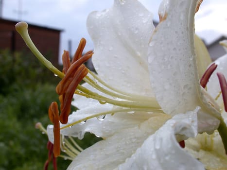 The white lily, macro, nature