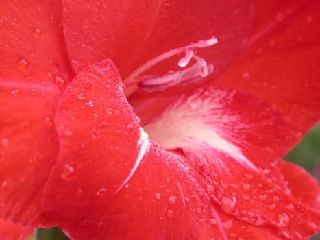 The red lily, macro, nature