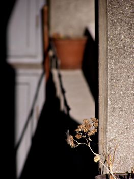 A pot with dry flowers at balcony on sunny day.