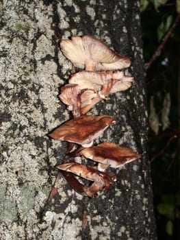 The wooden mushrooms, macro, nature