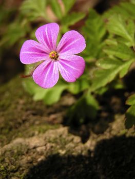 Close-up photo of wild pink flower in front of green leaves.