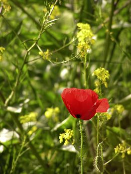 Red poppy with green background and few oil rape seed.