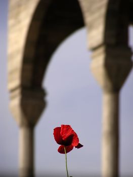 Red poppy with clear blue sky and church columns in background.