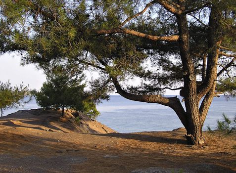 Pine tree at coast line in late summer sunny sunset.