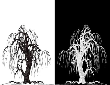 mirror image black and white trees