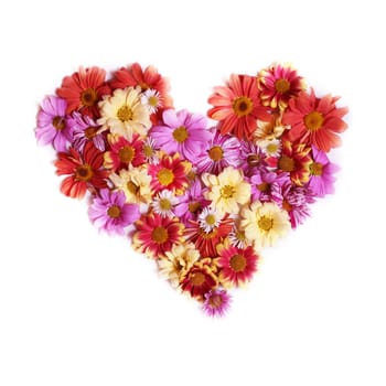 Chrysanthemums of different color in the shape of a heart