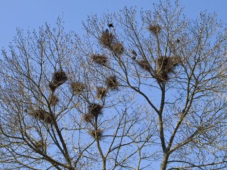 Nests of the birds on the spring trees branches