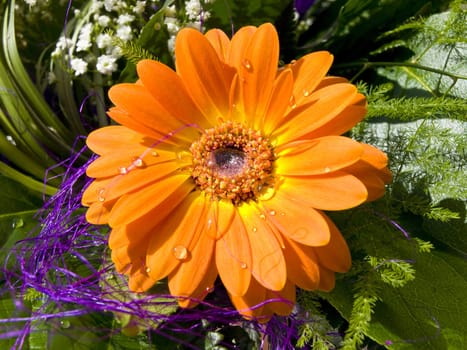 Gerbera flower in green decorations with drops of the water