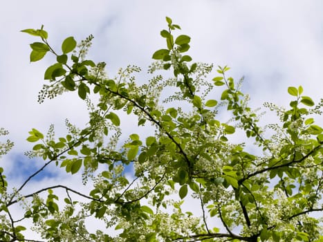 Spring white flowers on the branch against the blue sky with clouds 