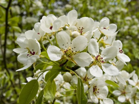 Spring white flowers on the branch against the green garden