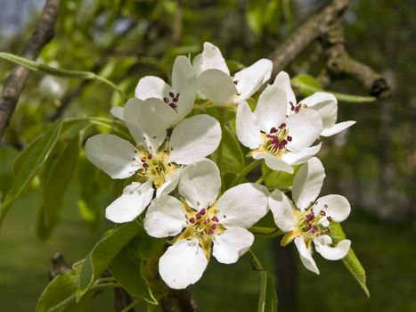 Spring white flowers on the branch against the green garden 